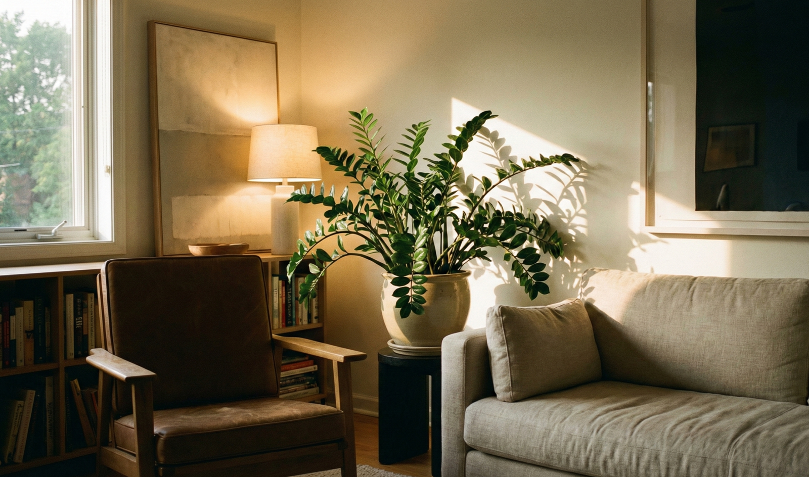 A large, healthy ZZ plant with shiny green leaves in a ceramic pot, placed in the corner of a modern living room during early evening with warm lamp light and window shadows.