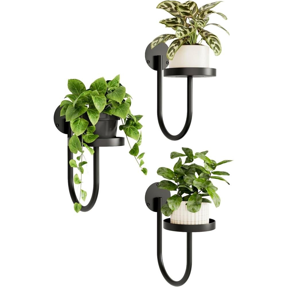 Three black metal U-shaped wall plant holders with circular shelves displaying trailing pothos, variegated prayer plant, and small foliage plants