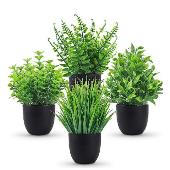 Three small potted green plants with varied foliage in modern black containers on white background