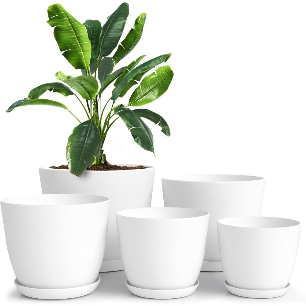 Five pristine white ceramic plant pots with matching saucers in graduated sizes from small to extra-large displaying banana leaf tropical plant