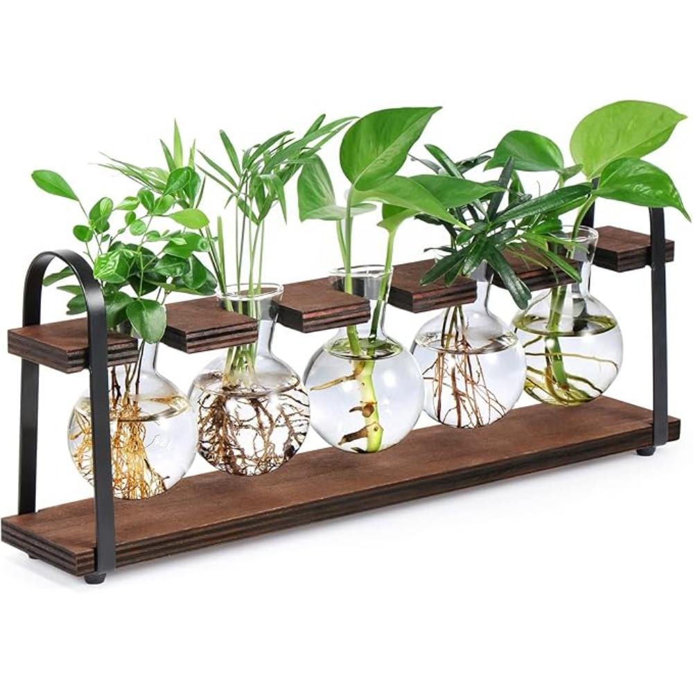 Rustic wood and black metal propagation station with five glass bulb vases showing various plant cuttings with visible roots including pothos and philodendron